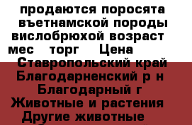 продаются поросята въетнамской породы вислобрюхой возраст 2 мес  (торг) › Цена ­ 2 500 - Ставропольский край, Благодарненский р-н, Благодарный г. Животные и растения » Другие животные   . Ставропольский край